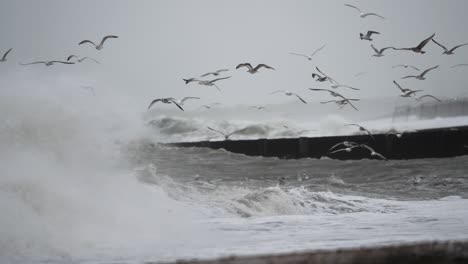 Mittlere-Aufnahme-Von-Möwen,-Die-über-Die-Heftigen-Wellen-Eines-Sturms-Fliegen,-Der-Durch-Den-Klimawandel-Und-Wärmeres-Wetter-An-Der-Küste-Von-Maasvlakte,-Rotterdam,-Niederlande,-Verursacht-Wird,-Zeitlupe