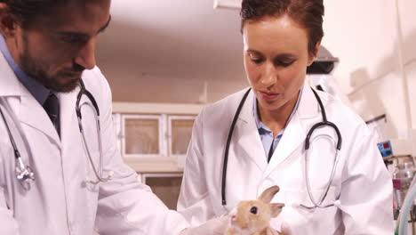 vets examining a bunny