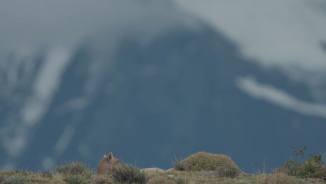 Puma-Rodando-Mientras-Se-Relaja