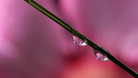 múltiples gotas de rocío deslizándose a través de la hierba en un fondo de flores rosas