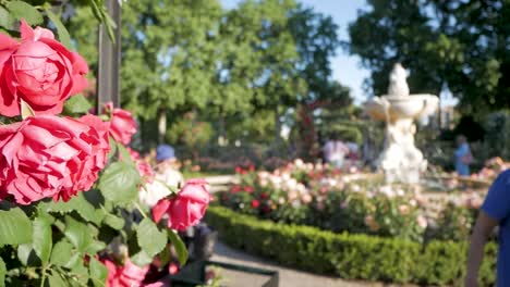 beautiful roses in a garden with people