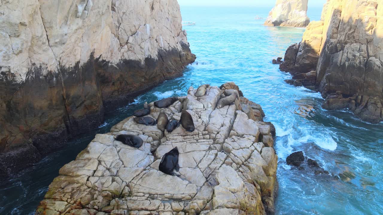 Leoni marini che riposano su una roccia a Los Cabos, vita marina