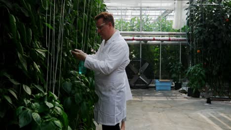 scientist watering plant in the greenhouse 4k