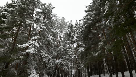 Verschneiter-Wald