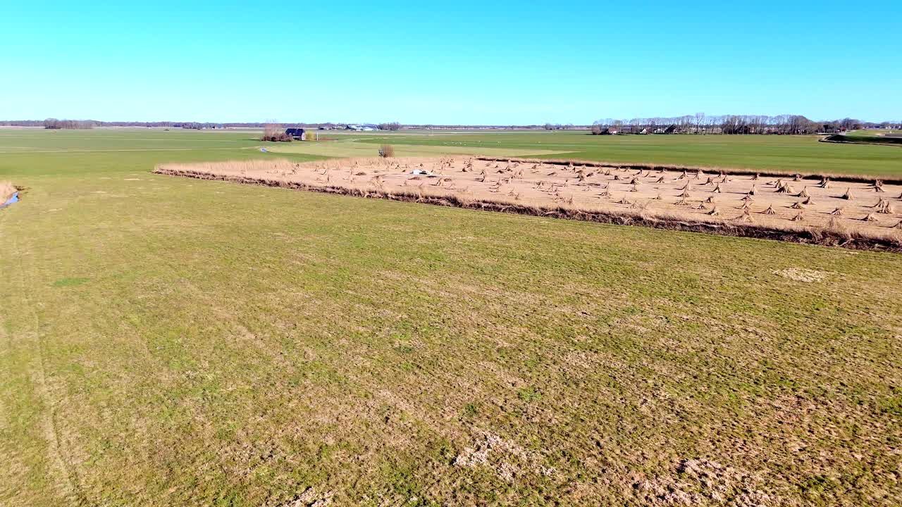 Drone view of bundles of reeds drying in the sun in the Netherlands