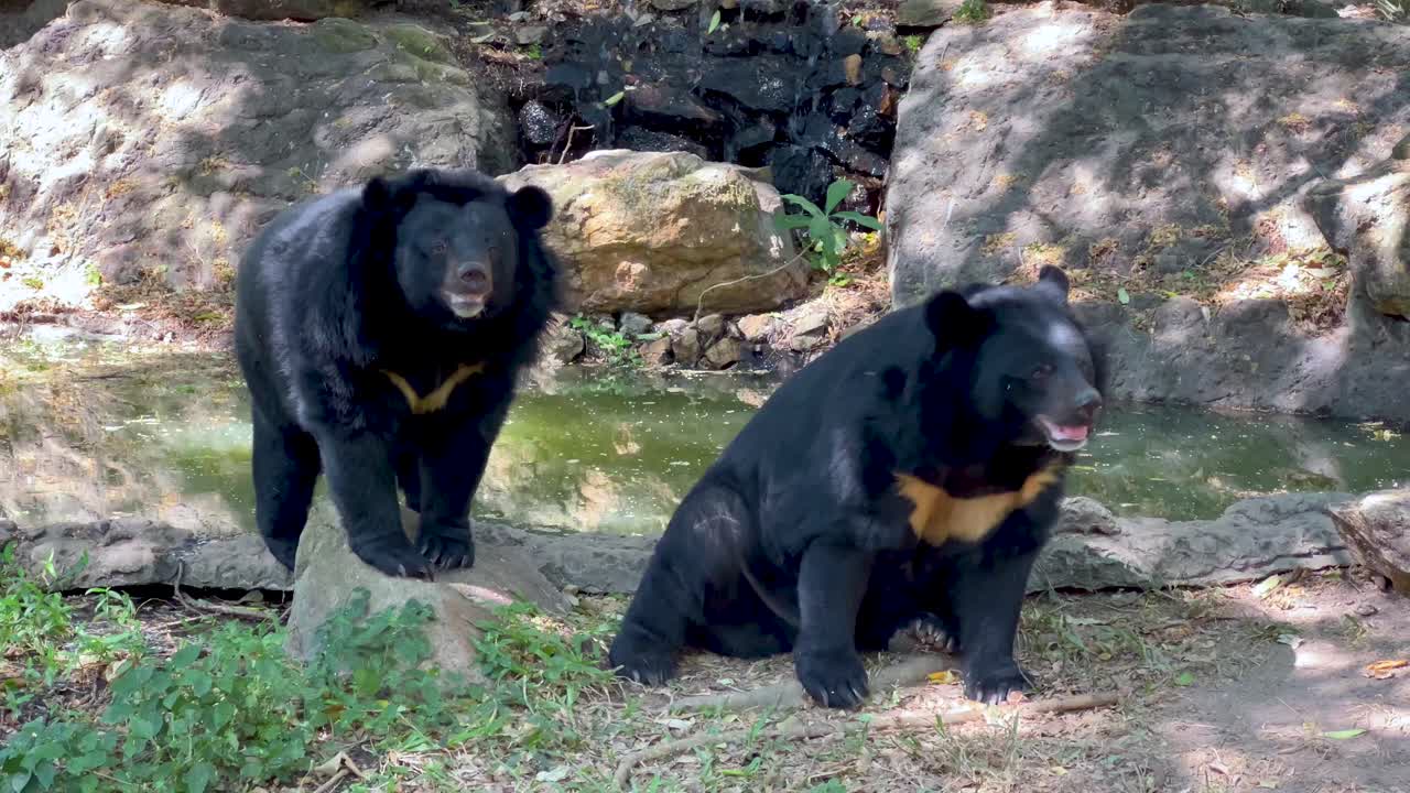 Two bears engaging in playful interaction
