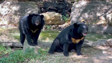 two bears engaging in playful interaction