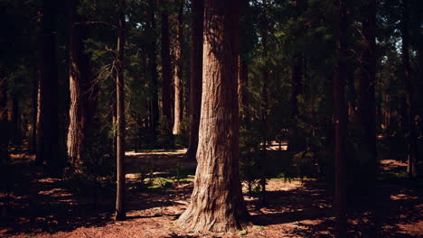 early morning sunlight in the sequoias of mariposa grove