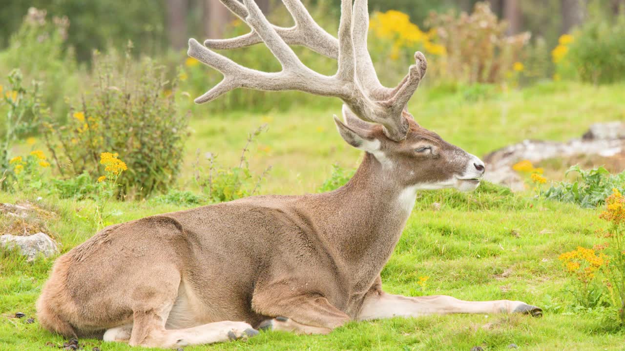 Red deer stag with antlers resting in bright, green meadow, soft daylight, minimal camera movement