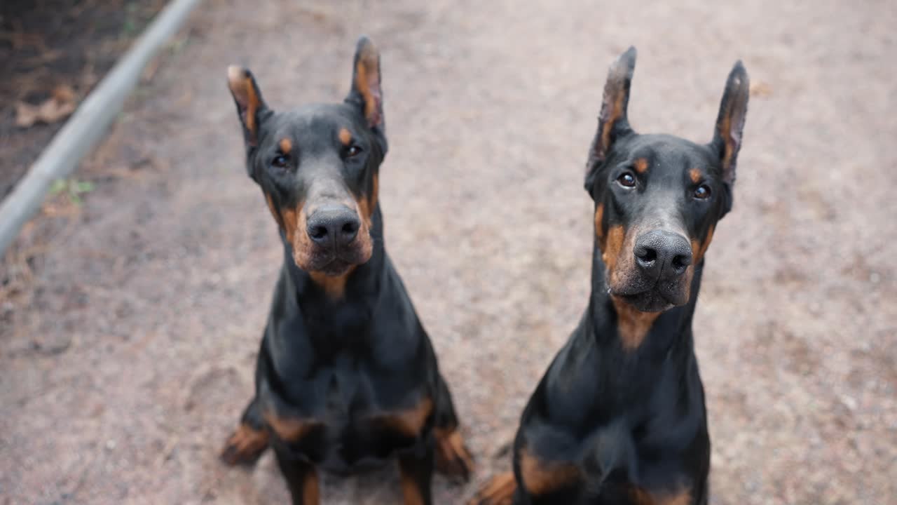 retrato de dos perros doberman al aire libre mirando a la cámara