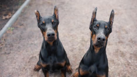 portrait of two doberman dogs outdoors looking to the camera