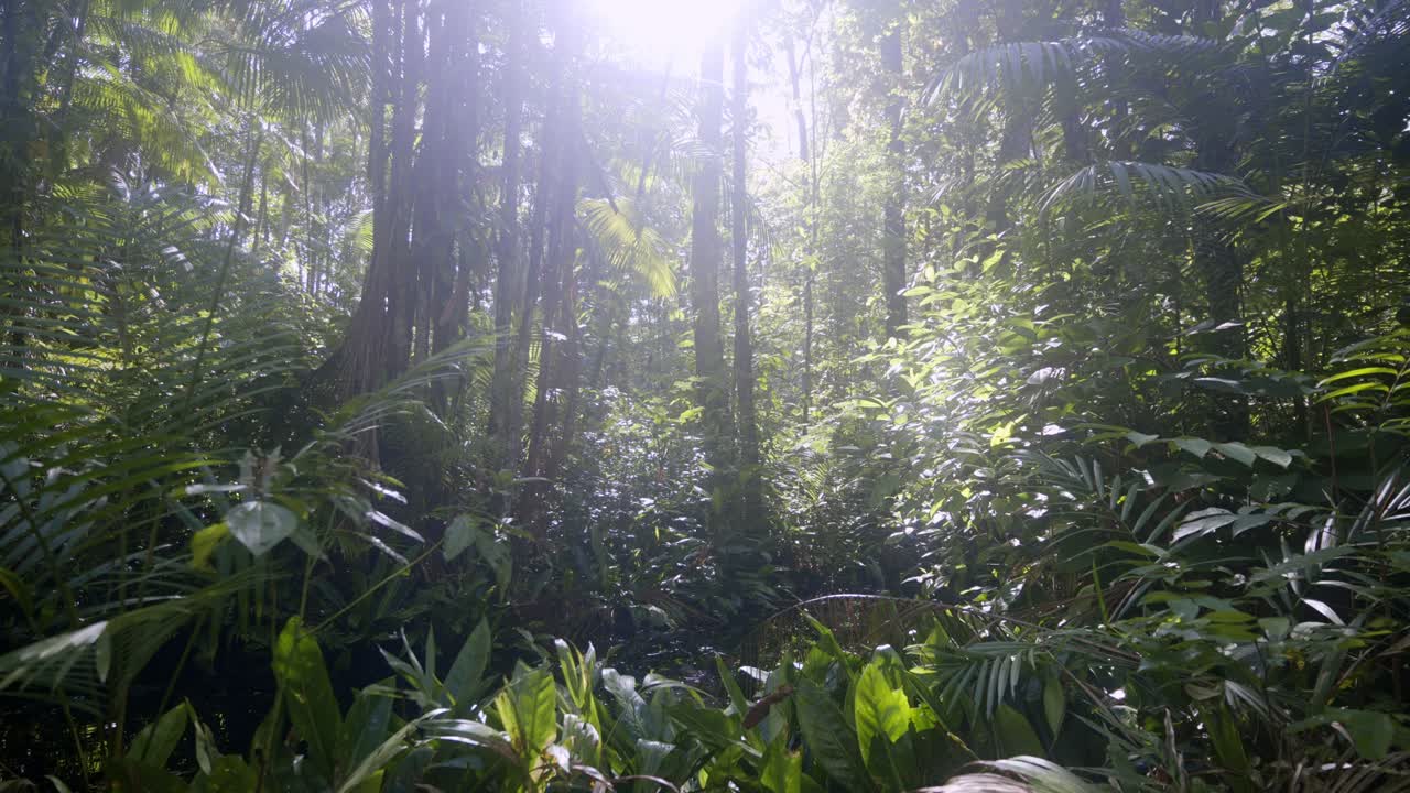 Looking into the sun sky between trees, amazone jungle