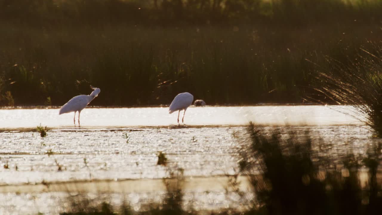 baja media toma estática de dos cucharas de cucharas vadeando y buscando alimento en un estuario durante la hora dorada del amanecer, cámara lenta