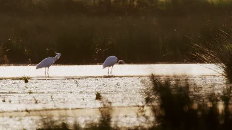 Low-medium-static-shot-of-two-spoon-bill-wading-and-foraging-in-an-estuary-during-the-golden-hour-of-sunrise,-slow-motion