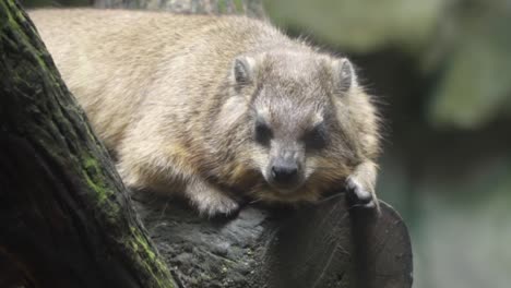 rock hyrax asleep on a log in singapore zoo - close up