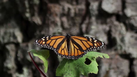 Monarchfalter-Im-Naturschutzgebiet-Mexiko