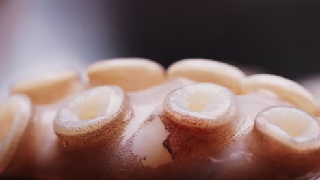 close-up view of octopus suckers