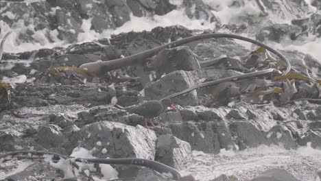 Rotschnabel-Austernfischer,-Der-Im-Regen-An-Der-Sandigen-Küste-Des-Ozeans-Durch-Getrockneten-Seetang-Und-Felsen-Spaziert