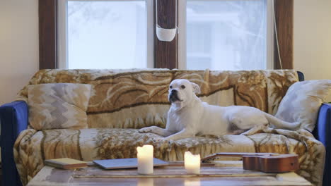 Wide-shot-of-a-white-dog-on-a-couch-stretching-with-candles,-a-laptop-and-ukulele-in-the-foreground-as-the-dogs-stares-into-camera