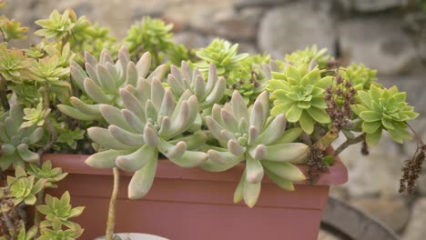 handhold, close up, truck shot of crassula plant in a flower pot with a blurred background