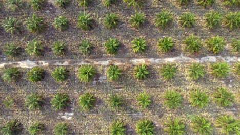 aerial: top down view of oil palm tree plantation, flying over young plants in immature phase