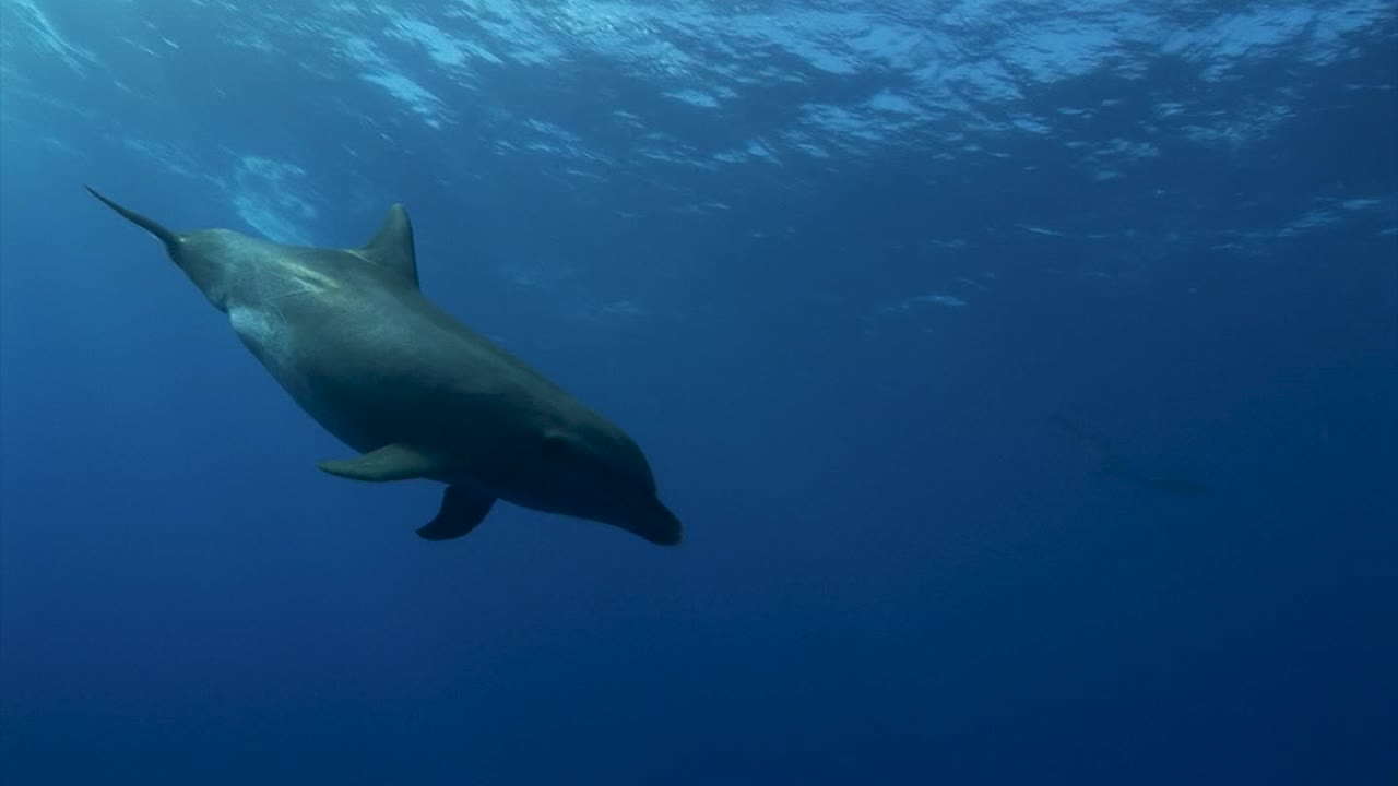 dos curiosos delfines nariz de botella, tursiops truncatus en agua azul clara del océano pacífico sur acercándose y comenzando a jugar frente a la cámara