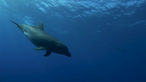 Two-curious-Bottlenose-dolphins,-tursiops-truncatus-in-clear-blue-water-of-the-south-pacific-ocean-getting-close-and-start-playing-in-front-of-the-camera
