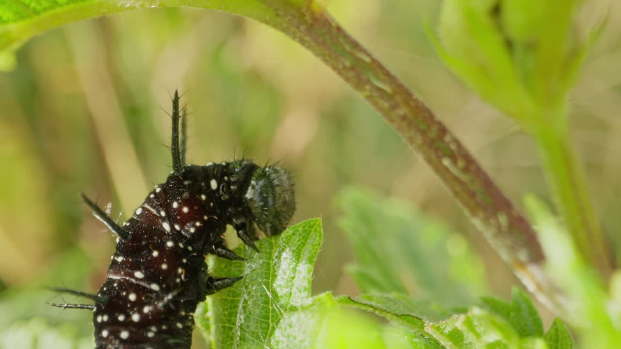 Caterpillar raises head and chews leaf, body curved around green veins, push in to static close up with space for text