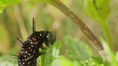 caterpillar raises head and chews leaf, body curved around green veins, push in to static close up with space for text
