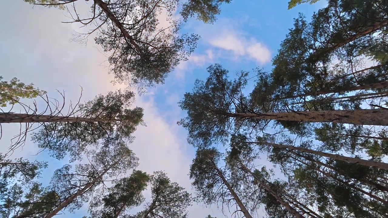 A low-angle time lapse shot looking up at tall pine trees as white clouds drift across a bright blue sky