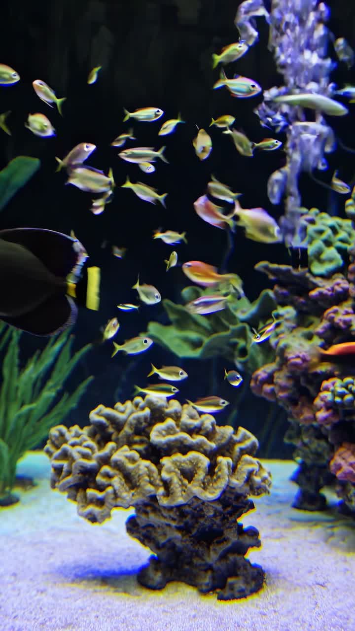 Peixes Coloridos Nadando em um Aquário Vibrante com Corais e Bolhas