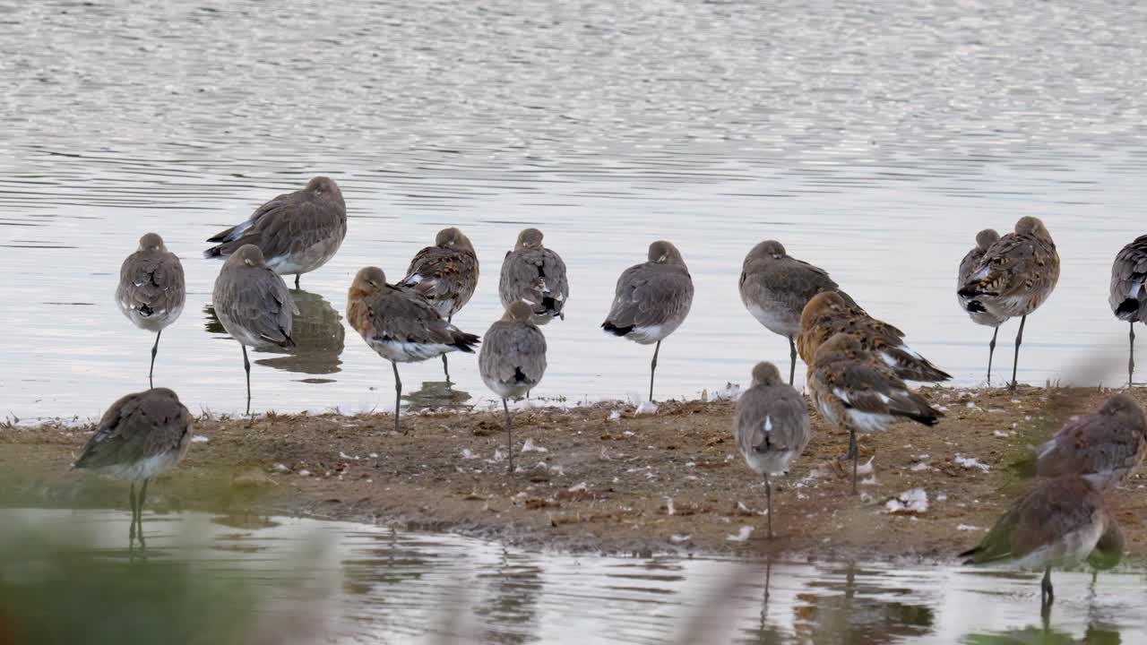 바다 새 들 이 여름  ⁇  에서 휴식 하는 해안 습지 를 따라 줄지어 서 있다