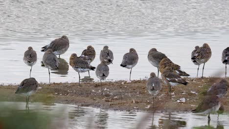 Seabirds-lined-up-along-a-coastal-marsh-resting-in-the-summer-sun