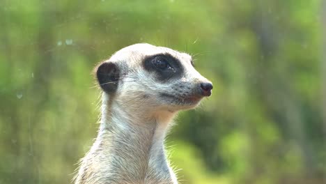 meerkat close-up portrait