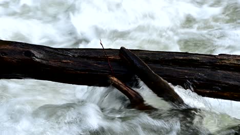 water flowing under tree log