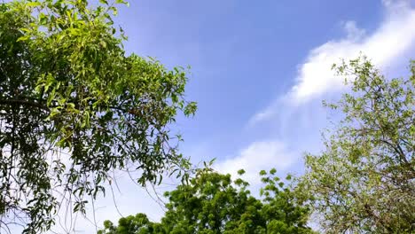 Vista-De-ángel-Bajo-De-Tres-árboles-Haff-Del-Cielo,-Incluidas-Las-Ramas-De-Los-árboles-Y-Las-Hermosas-Nubes