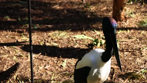 stork walking in an outdoor zoo enclosure