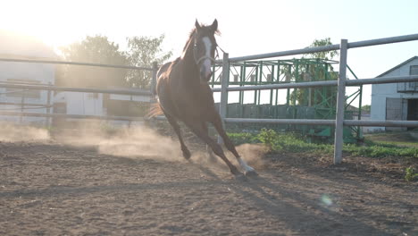 caballo corriendo en una arena de equitación
