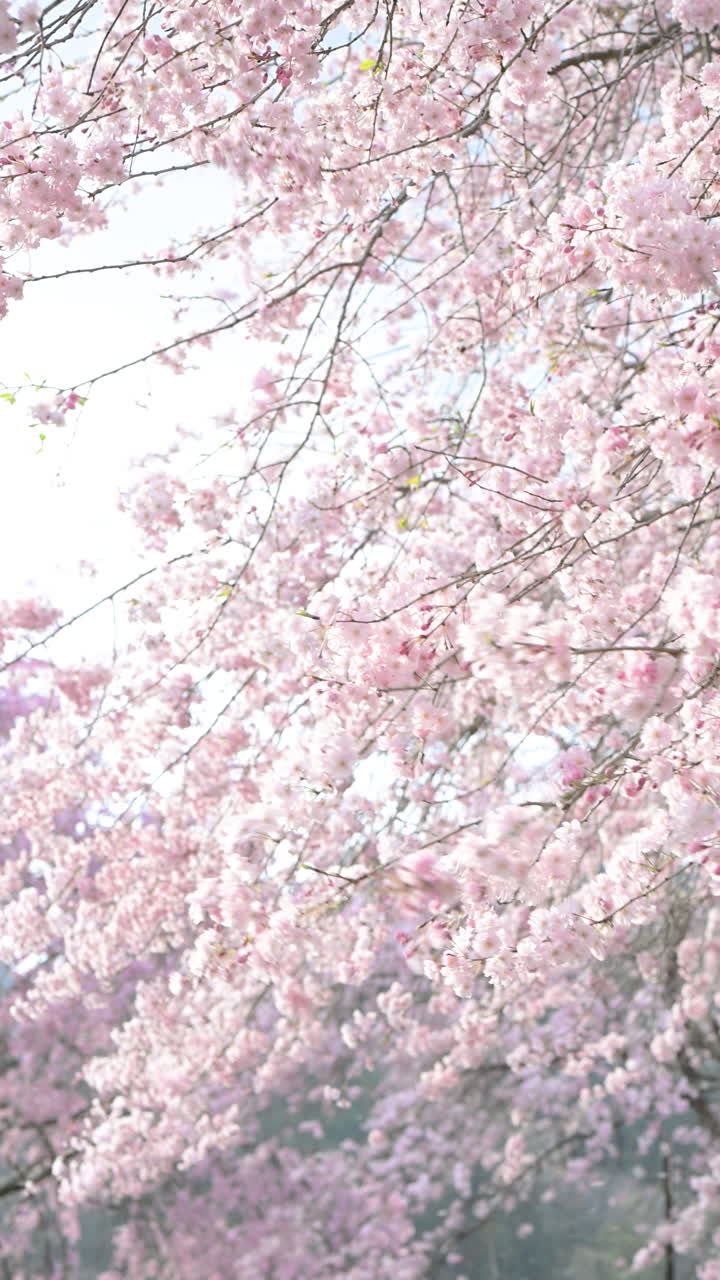 Bellissimi fiori di ciliegio rosa che ondeggiano dolcemente nella brezza primaverile
