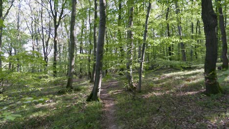 slow motion pov shot of walking through a forest or a park with green leaves and sun shining through the foliage