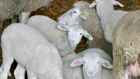 sheep and lambs on farm animals