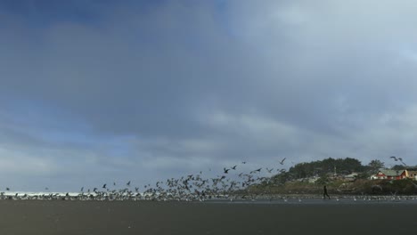 Tourist-running-after-the-seagulls-on-the-beach-Yachats,-Oregon-USA