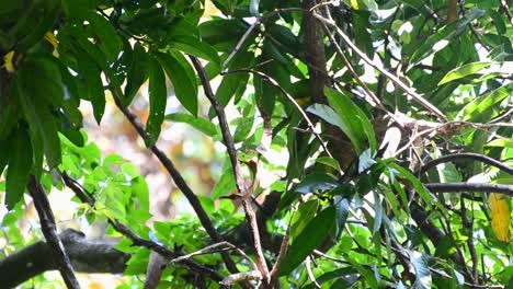 cute little squirrel monkey climbing through a thick rainforest jumping from one branch to another
