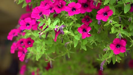 a hanging basket with flowers of petunia blossoming light purplish red