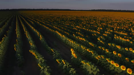vast field of sunflowers at dusk
