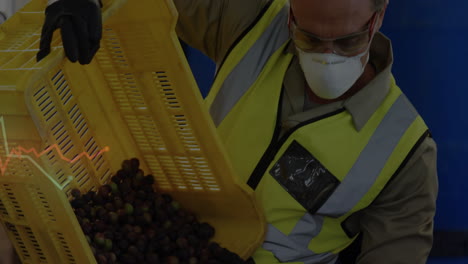pouring harvested grapes into yellow crate, worker wearing safety gear in vineyard