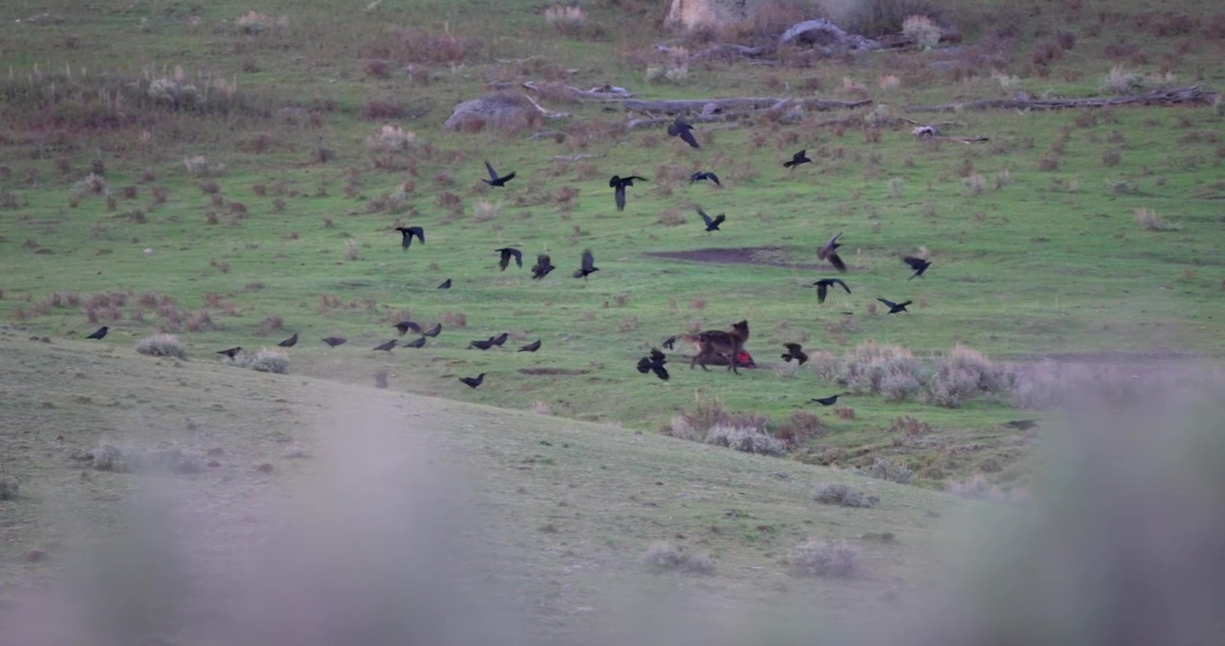 Inquadratura ampia di un lupo grigio che allontana i corvidi da una carcassa di bisonte mentre si nutre. Filmato di fauna selvatica naturale che mostra un comportamento di difesa delle risorse in una valle nordamericana
