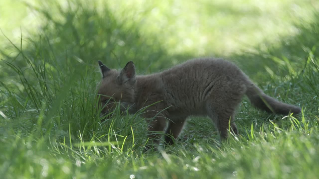 Cucciolo di volpe che esplora nell'erba alta