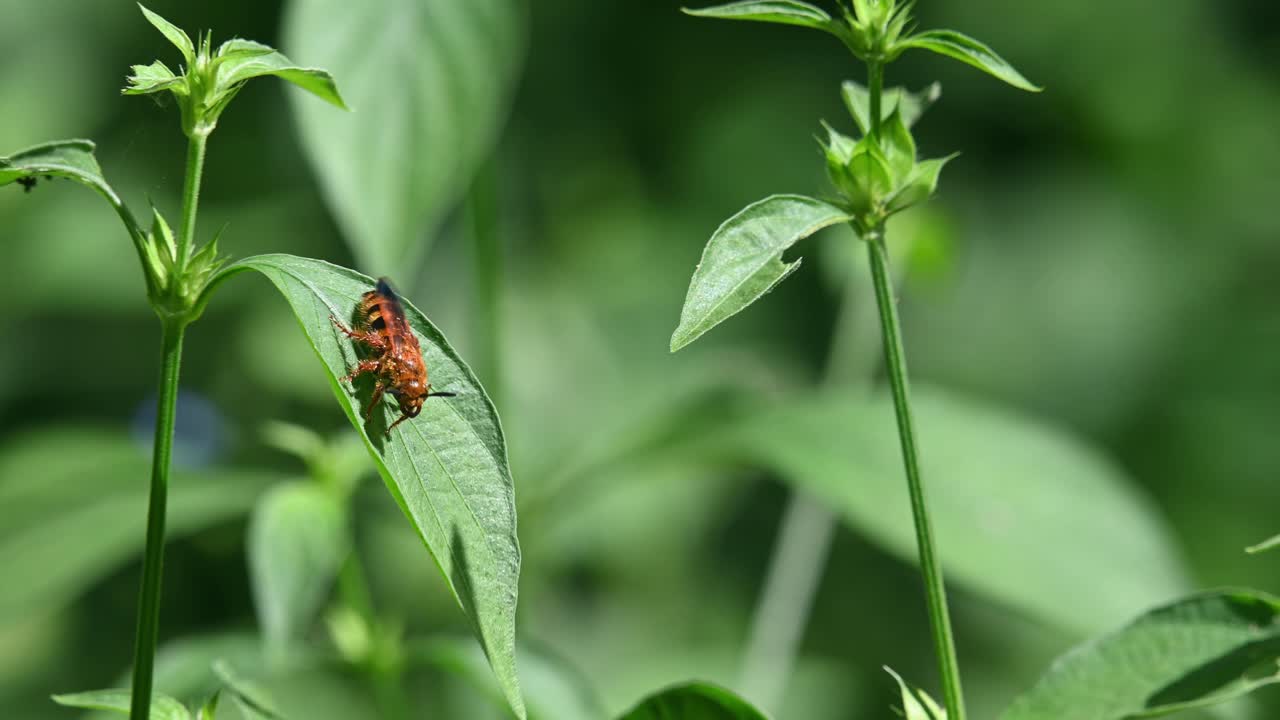 abejas silvestres, himenópteros, scoliidae, parque nacional kaeng krachan, imágenes de 4k