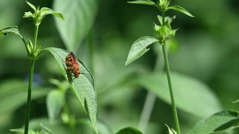 Wild-Bees,-Hymenoptera,-Scoliidae,-Kaeng-Krachan-National-Park,-4K-Footage